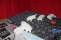 IMG_1239.JPG