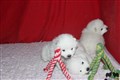 IMG_1474.JPG