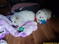 20260729_054849475.JPG