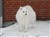 Akita15Januar2010.1.jpg
