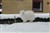 Akita15Januar2010.jpg