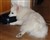 Hanna19.2.10doven.jpg