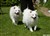 Hanna&Balto.JPG