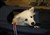 Hanna 30-1 2010.jpg