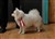 Lila03-04-11c.JPG