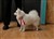 Lila03-04-11d.JPG