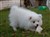 Lila13-11a.JPG
