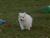 Lila13-11c.JPG