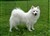 Lila14.8.11a.JPG