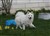 Lila16.4.11c.JPG
