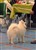 Lila22-4-11a.JPG