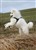 Lila3-2-11d.JPG