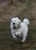 Lila3-2-11e.JPG