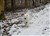 Skoven 26-2-11e.JPG