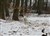 Skoven 26-2-11f.JPG