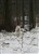 Skoven 26-2-11n.jpg