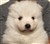 lila savannah.jpg
