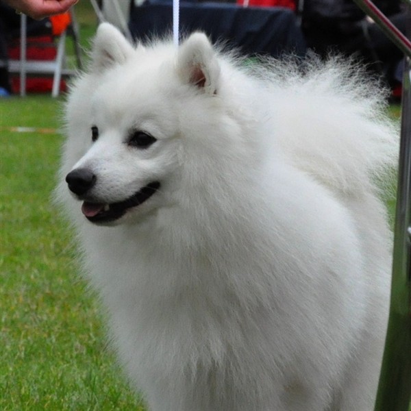 Nanok1.JPG