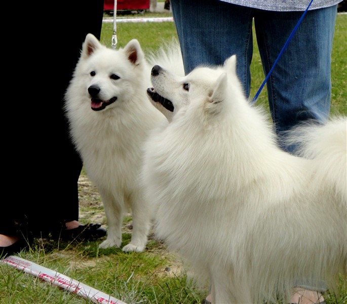 WDS-Balto-Wonder.JPG